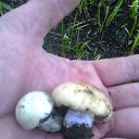  Stanislav, , 66  -  12  2014    