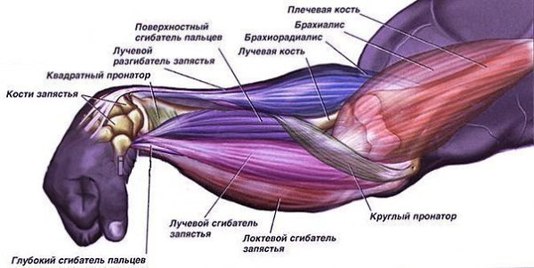 Как эффективно проработать предплечья и стать обладателем