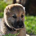  Lika 🐶,  -  20  2014    