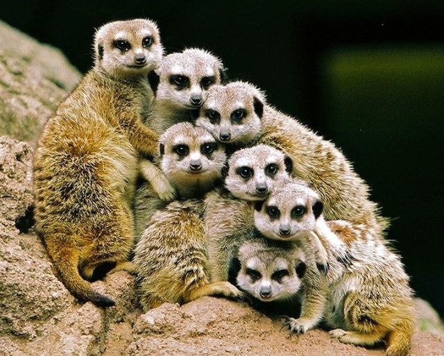 Favorite animals. - 18 ���� 2014 � 20:16