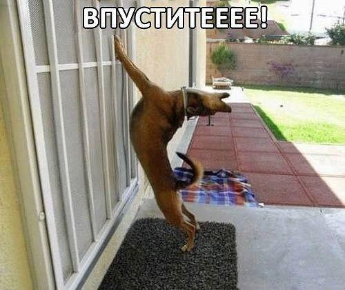 .•°Dogs Forever°•. - 10  2014  20:20