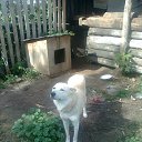 ���� Radik, ���, 44 ���� - ��������� 15 ������� 2014