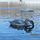 ������� ������������� ����� �� ������� �����������