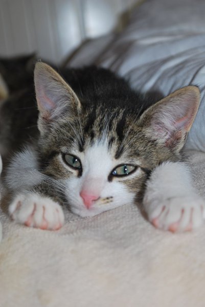 Рубрика #котизм_доброта. Ищут добрые ручки двое замечательных малышей 2-х месяцев. Девочка и ...