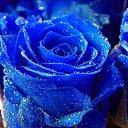 ���� ����� �������, ���������, 51 ��� - ��������� 17 ����� 2014