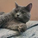 ���� Dzknauf, ������, 37 ��� - ��������� 10 ������� 2014 � ������ ��������