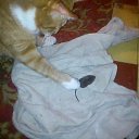 ���� Aror, �����-���������, 37 ��� - ��������� 12 ��� 2014 � ������ ���� ����������