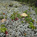 ���� ������, ����������, 66 ��� - ��������� 18 ������� 2014 � ������ ������ ��������