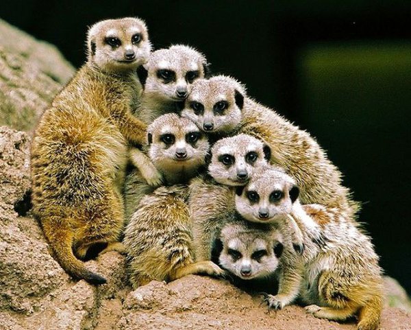 Favorite animals. - 18 ���� 2014 � 20:16