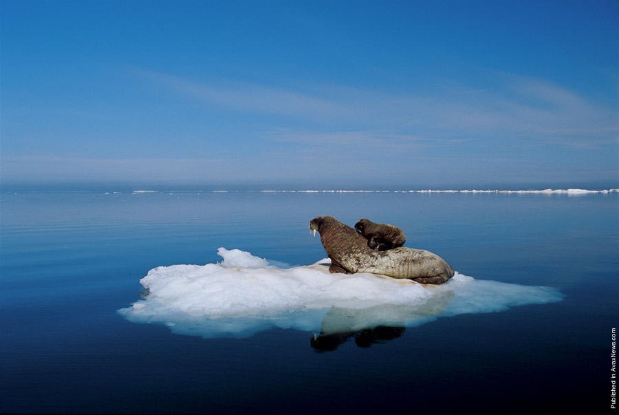     .  (Paul Nicklen)    National Geographic  ...