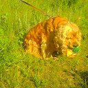  Sasha, , 68  -  24  2014    Ż