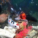 ���� ��������, ������, 38 ��� - ��������� 6 ���� 2014 � ������ ���������