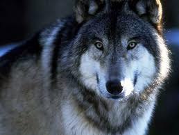 �������, ������������, 38 ���