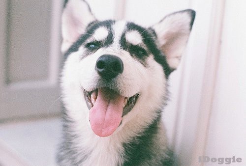 Чем тише щенок сидит, тем больший вред он наносит вашей квартире