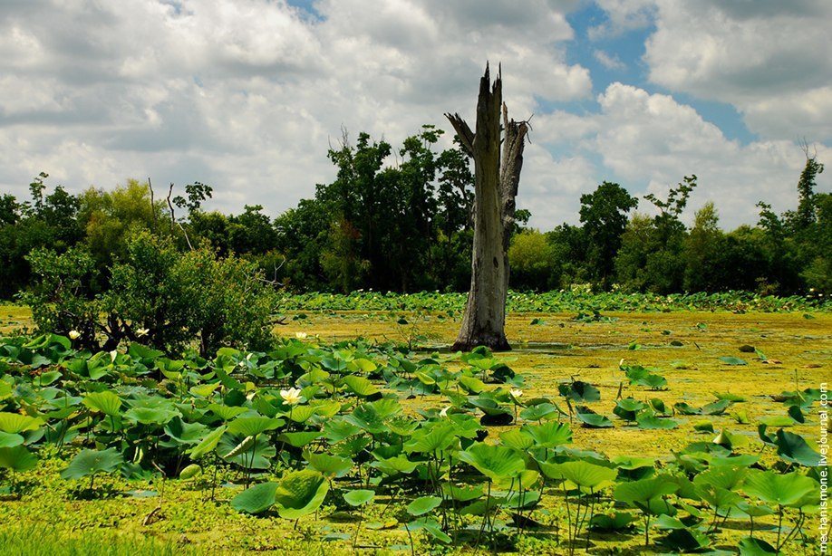 Escort Alligator Houston