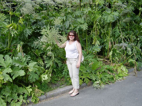   : ...   ... - VeroNIKA, 49 , 