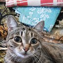 ���� ��������, �����������, 56 ��� - ��������� 25 ��� 2014 � ������ ���� ����������