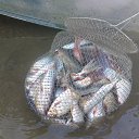 ���� �������, �����-��������, 53 ���� - ��������� 18 ���� 2014 � ������ ����� ������� � ����