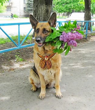 СОБАКА-СЕПАРОТЯКА!