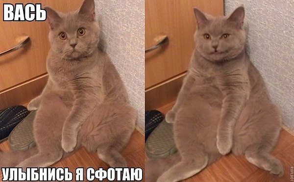 Наши любимцы :3 - 5 августа 2014 в 14:10