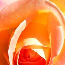 ���� Mira, ������ - ��������� 23 ����� 2014 � ������ ���� ����������