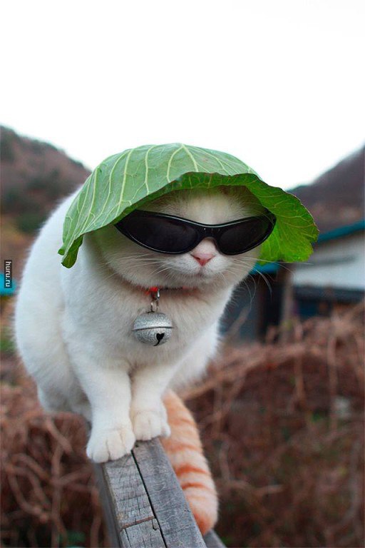   ,     )))))))