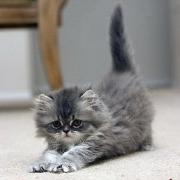 ���� ������, ���������, 65 ��� - ��������� 16 ������� 2014