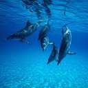  , -, 51  -  14  2014   2