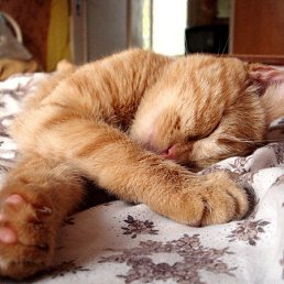 ������, ������, 55 ���