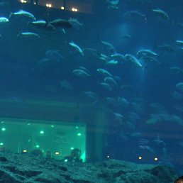 ���������, ����, 49 ���