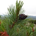 ���� ������, ����������, 66 ��� - ��������� 18 ������� 2014 � ������ ������ ��������