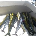 ���� ����, �������� - ��������� 14 ���� 2014 � ������ ����������