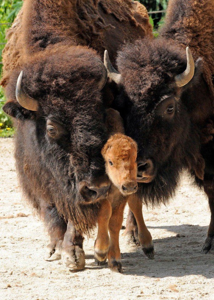  . #animal@travel.blog