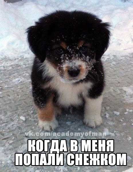 Наши любимцы :3 - 5 августа 2014 в 14:12