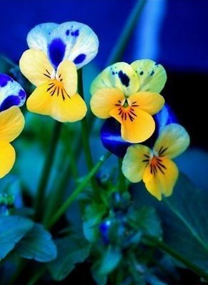   ?..        - ,   ,   , ... - 5