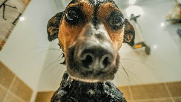 .•°Dogs Forever°•. - 4  2014  19:20