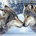 ���� Volk, �������, 46 ��� - ��������� 1 ��� 2014 � ������ ���� ����������