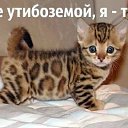 ���� Ginger, ������� - ��������� 11 ���� 2014 � ������ ������ ��������