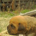  Sasha, , 68  -  14  2014    Ż