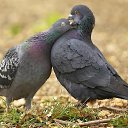 ���� ��������, ����������, 68 ��� - ��������� 4 ������ 2014 � ������ ������ ��������