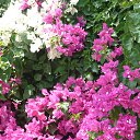 ����� �������..) �� ������� ������ ��������