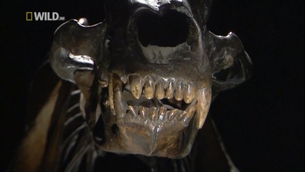  :  . (Prehistoric Predators: short-faced bear)  ... - 2