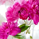 ���� ������, ������, 39 ��� - ��������� 8 ���� 2014 � ������ ������ ��������