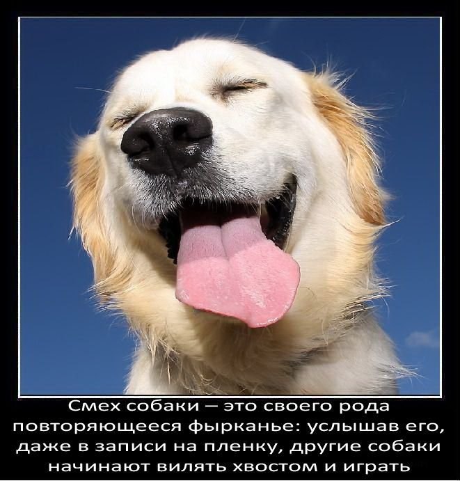 .•°Dogs Forever°•. - 4 августа 2014 в 00:06