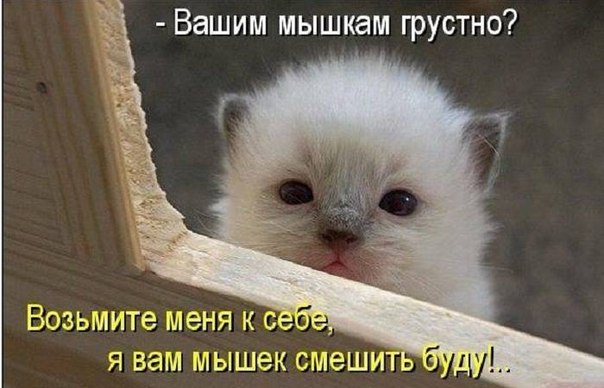 Наши любимцы :3 - 1 августа 2014 в 13:21