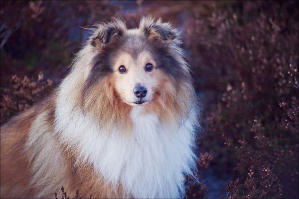 .•°Dogs Forever°•. - 3  2014  23:03