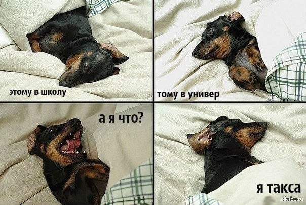 .•°Dogs Forever°•. - 4  2014  22:16