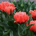 ���� ����, ��������, 71 ��� - ��������� 3 ������ 2014