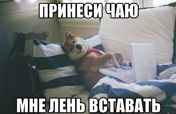 Наши любимцы :3 - 5 августа 2014 в 14:13