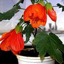  (Abutilon)        (Malvaceae),      .     150     ,    .         , ,   .       ,     ,        .

    